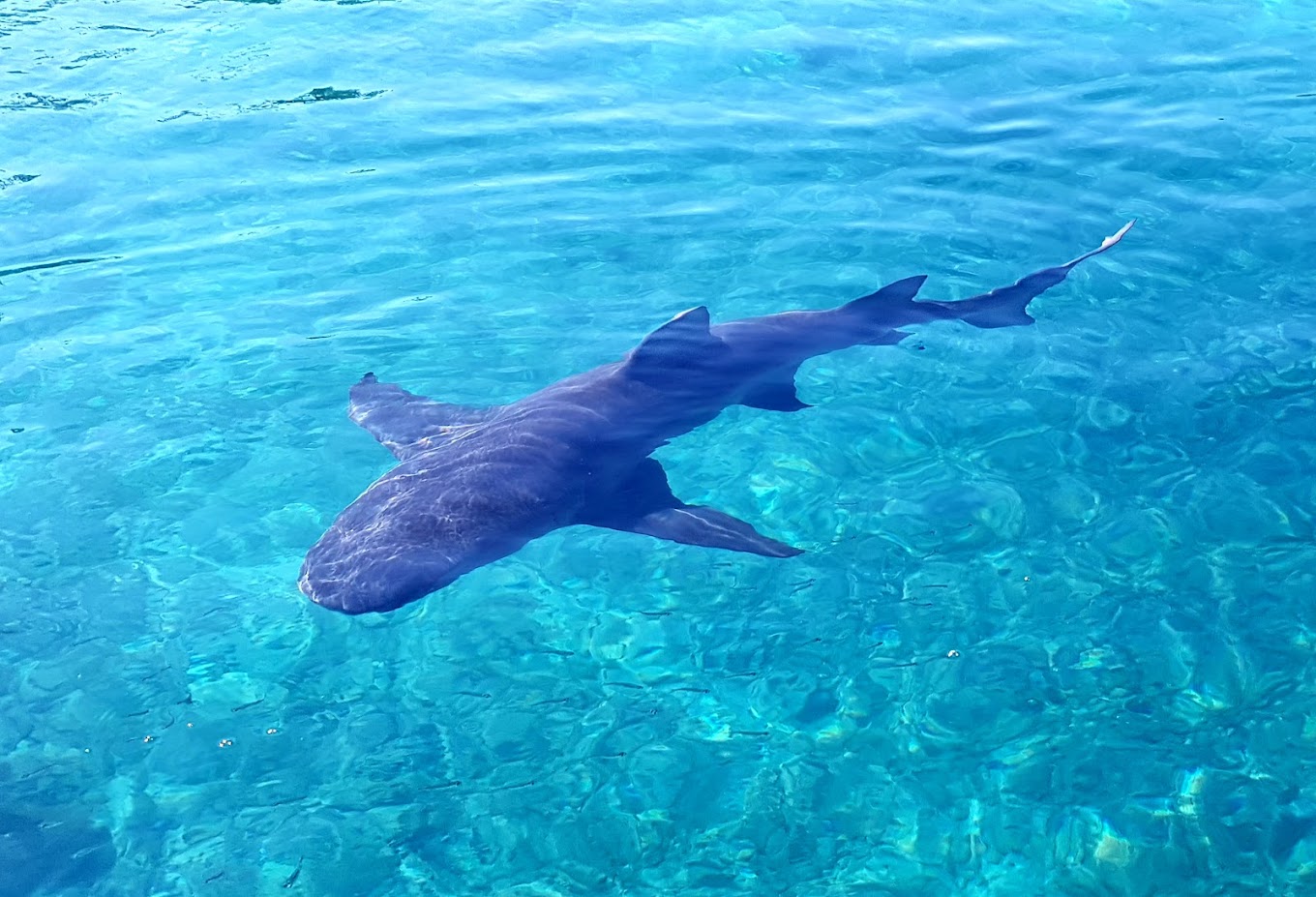 Curaçao Sea Aquarium