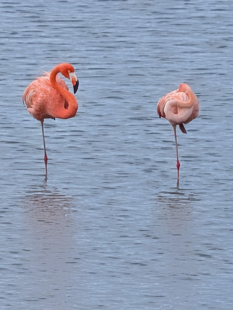 Flamingo Observatietoren Sint Willibrordus