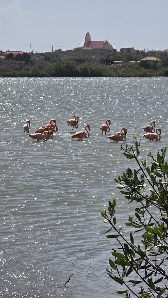 Flamingo Observatietoren Sint Willibrordus 2
