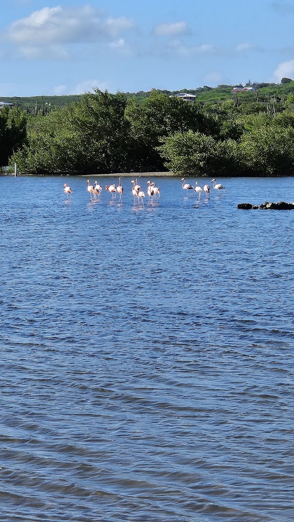 Flamingo Observatietoren Sint Willibrordus 4
