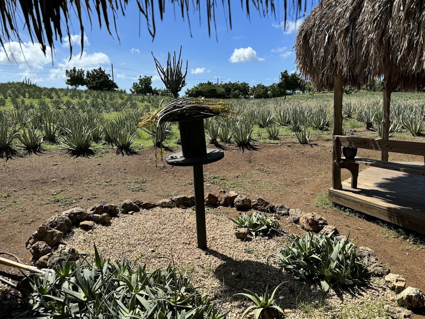 Landhuis Dokterstuin & Aloe Farm 2